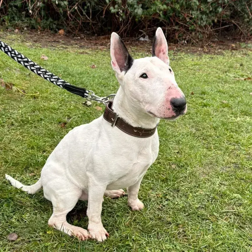 Bullterrier Hobbs