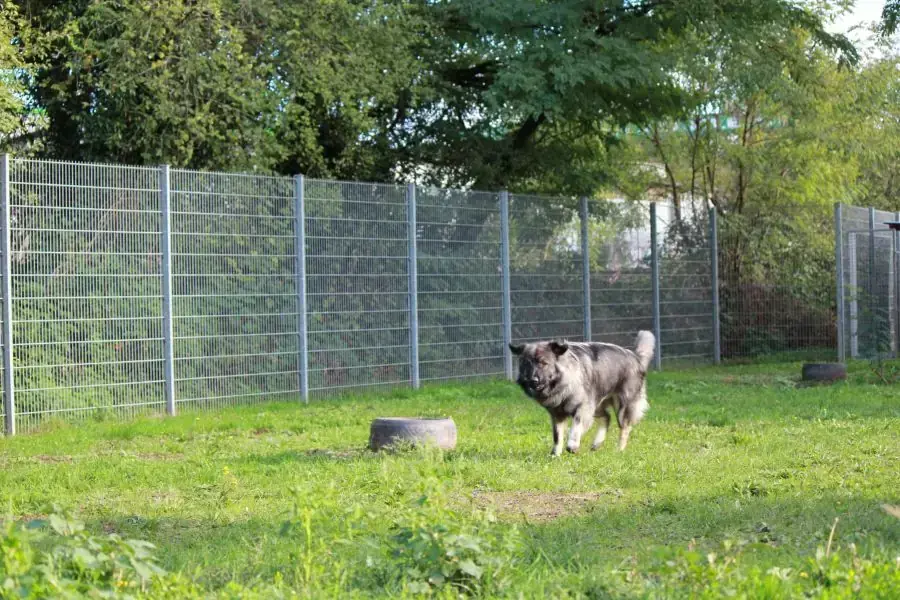 Rocky -  - Bild 25