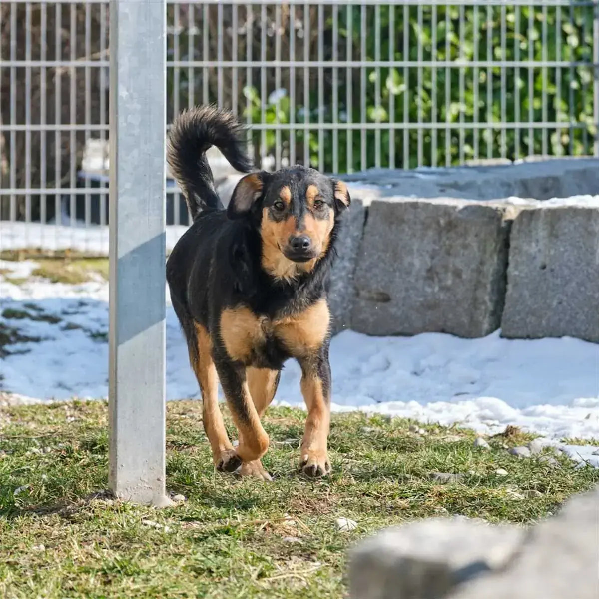 BELLA -  - Bild 2