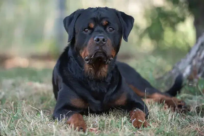 Donut - Rottweiler - Bild 2