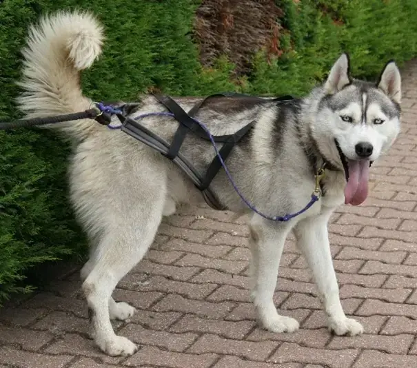 Thunder - Siberian Husky - Bild 5