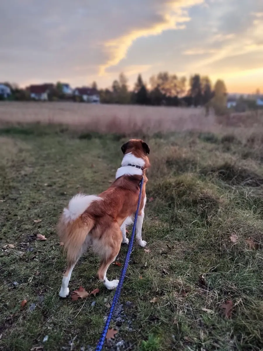 Buddy -  - Bild 5