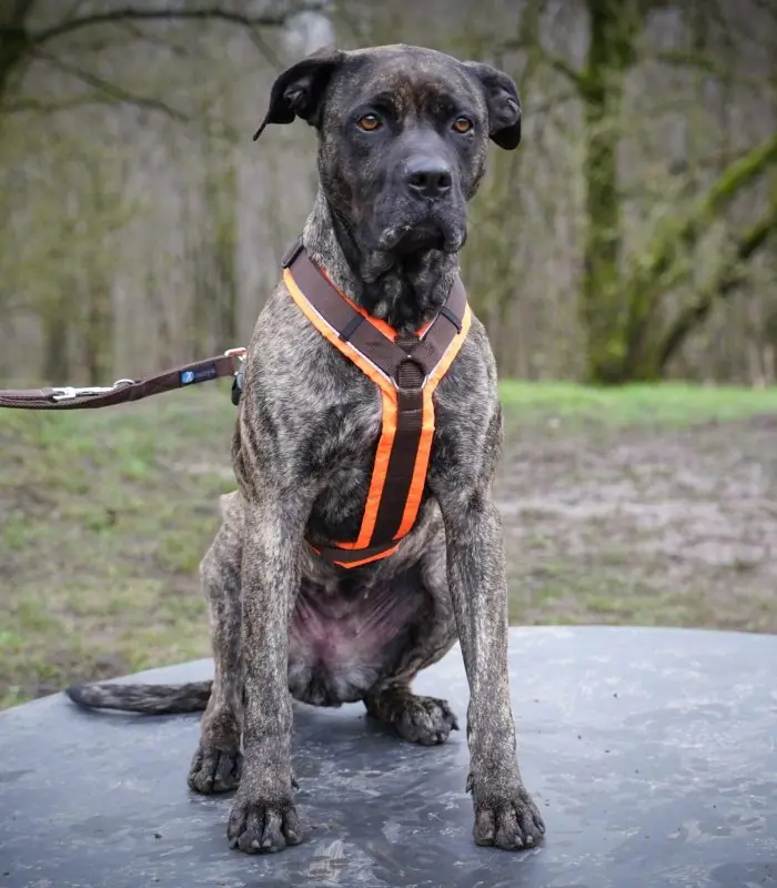 Cora - Dogo Canario - Bild 15