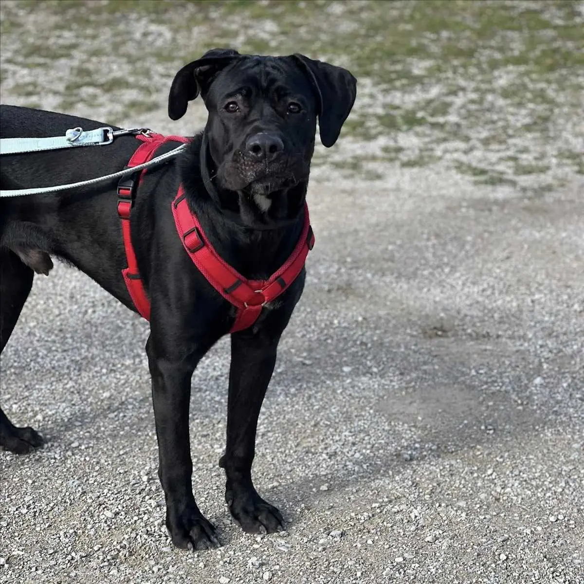 JAX - Cane Corso Italiano - Bild 1