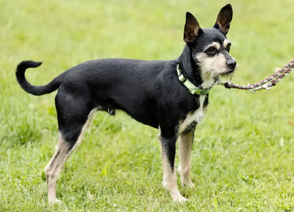 Patu - Riesenschnauzer, Afghanischer Windhund - Bild 2