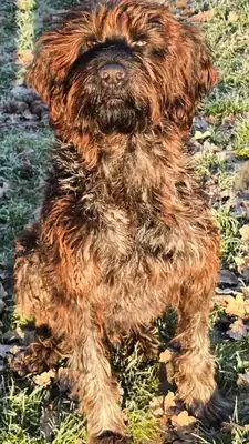 Catalino – Hund – Bild 4