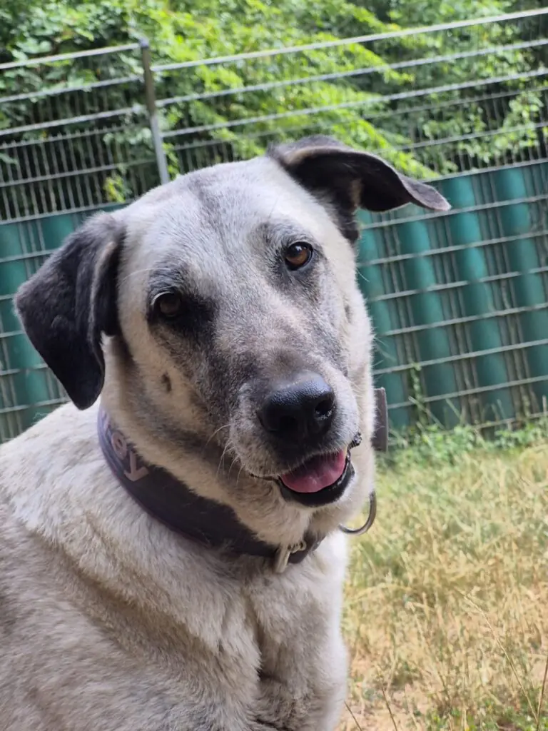 Grey - Kangal-Hirtenhund - Bild 1