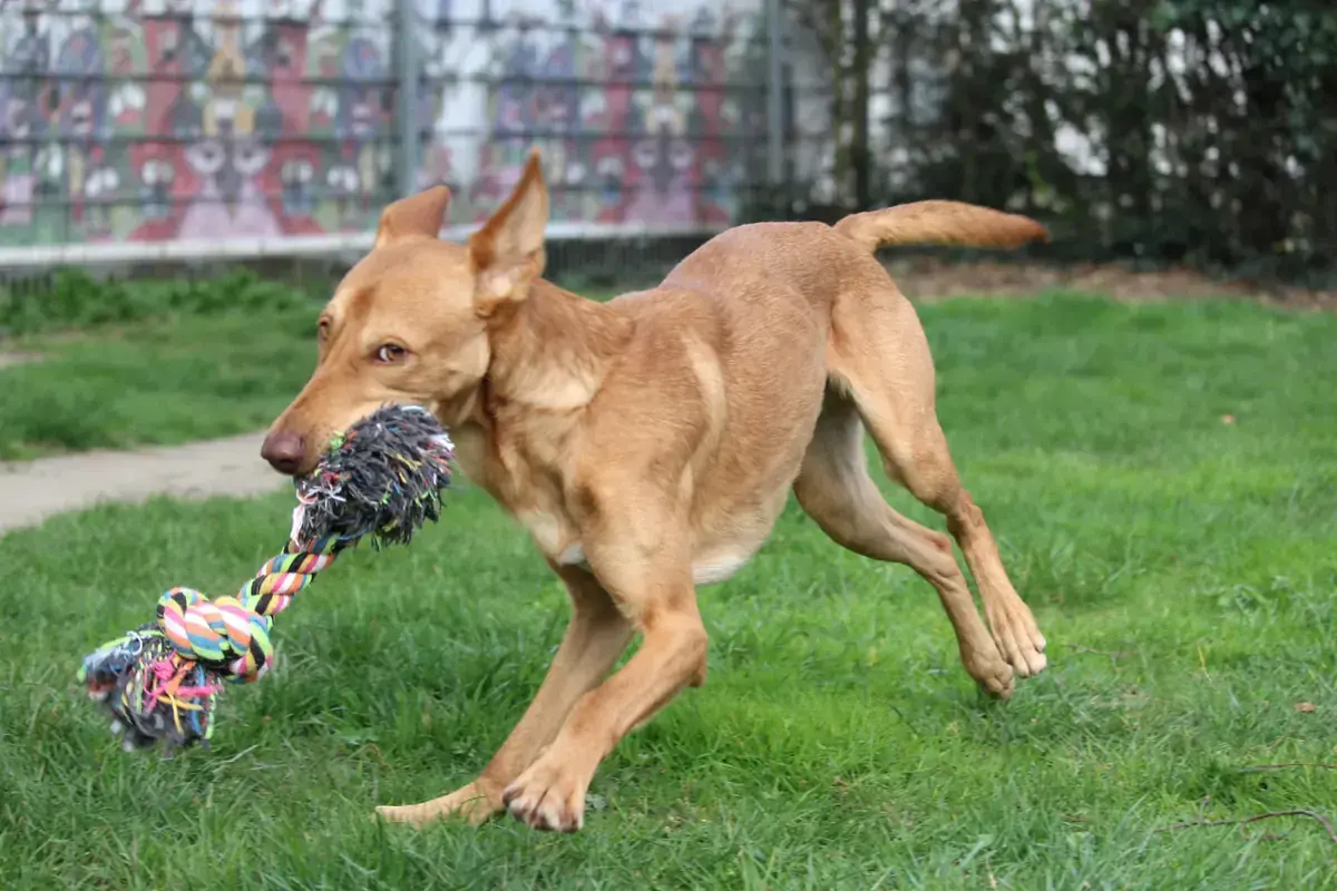 Baco - Podenco Canario - Bild 5