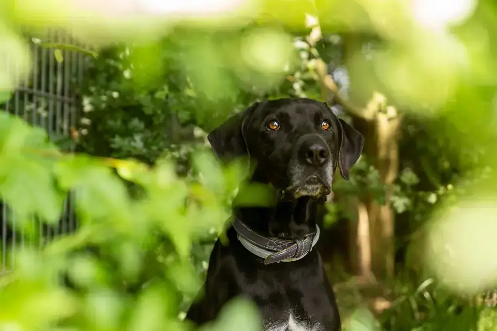 Vito - Labrador Retriever, Dobermann - Bild 4