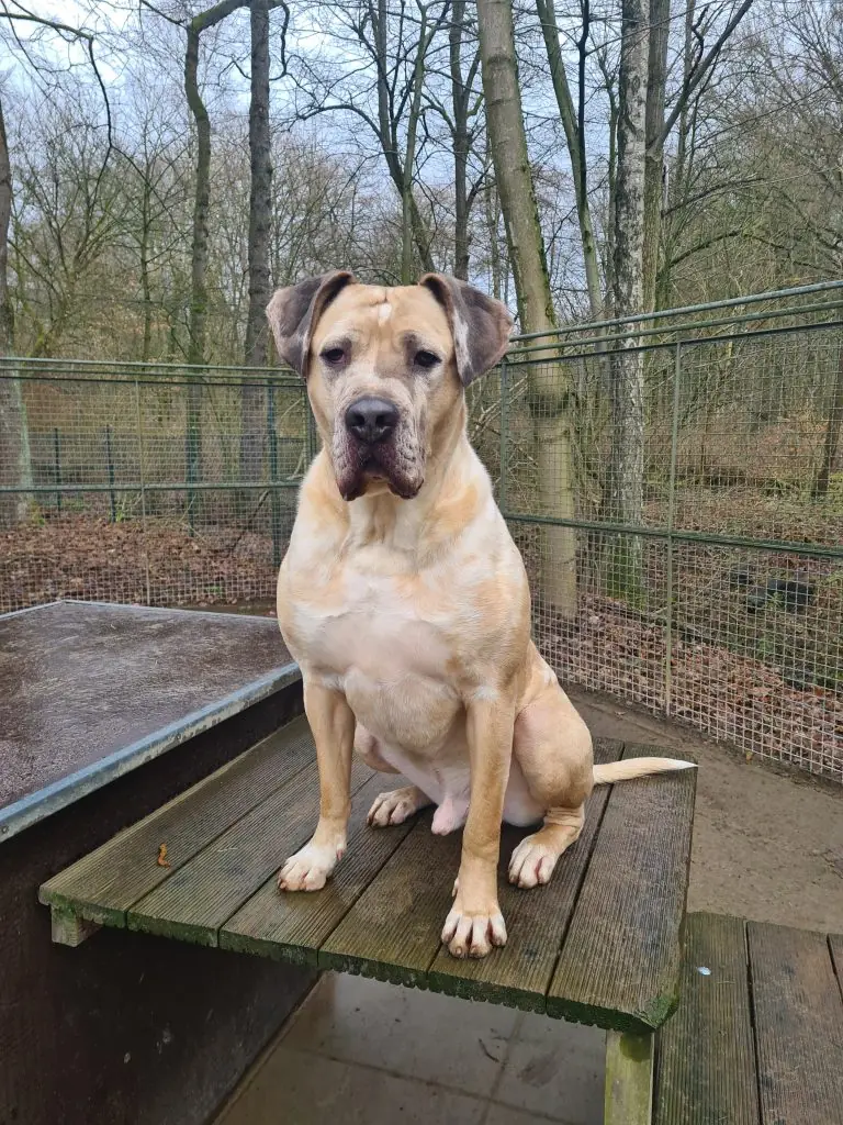 Buddy -  - Bild 1