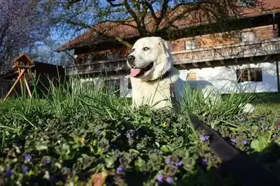 Kuri – Kuvasz – Bild 3