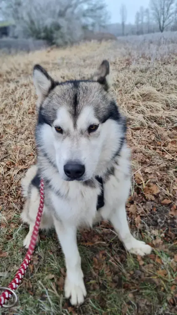 Maja - Siberian Husky - Bild 3
