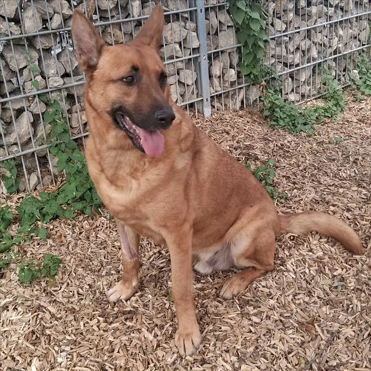 SÖREN - Deutscher Schäferhund - Bild 1