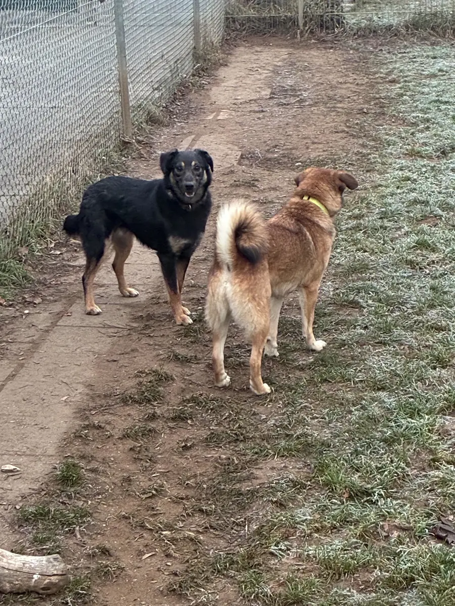 Bobbi -  - Bild 11