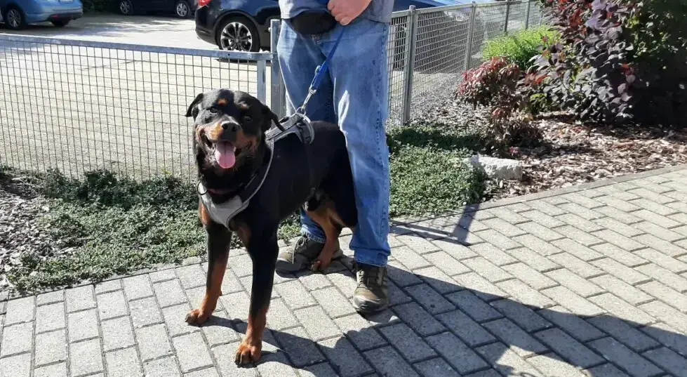 Amigo - Rottweiler - Bild 5