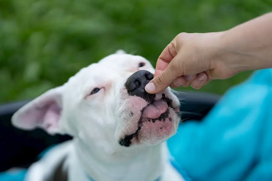 Apollo - American Staffordshire Terrier - Bild 15