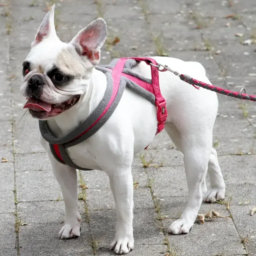 Elsa - Französische Bulldogge - Bild 8