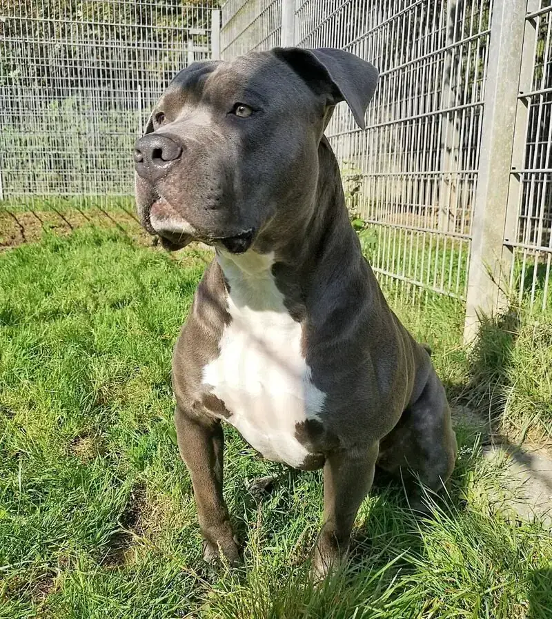 Staffordshire Bullterrier-Mix Rocky