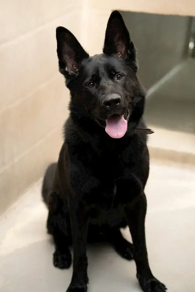 Oskar - Deutscher Schäferhund - Bild 6