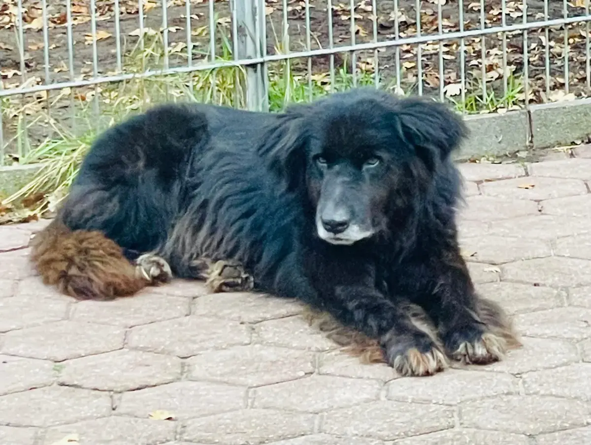 Nero -  - Bild 1