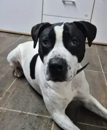 American Staffordshire Terrier-Mix Elvis