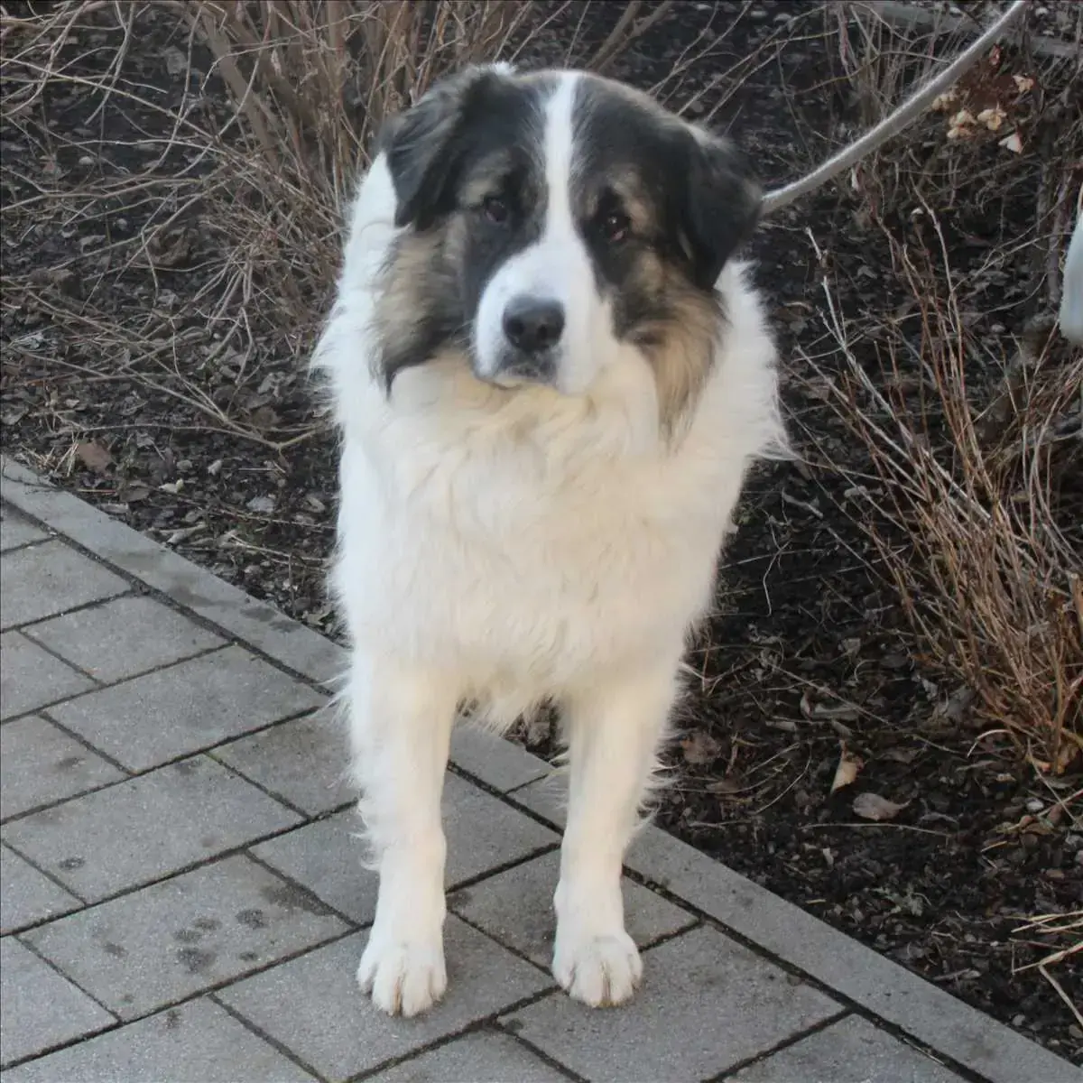 Rudi -  - Bild 1