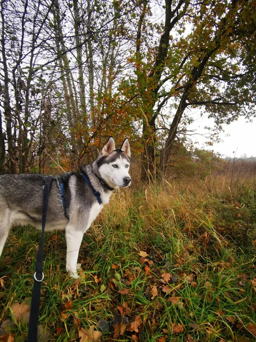 Maja - Siberian Husky - Bild 13