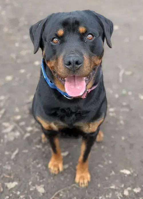 Aragon - Rottweiler - Bild 2