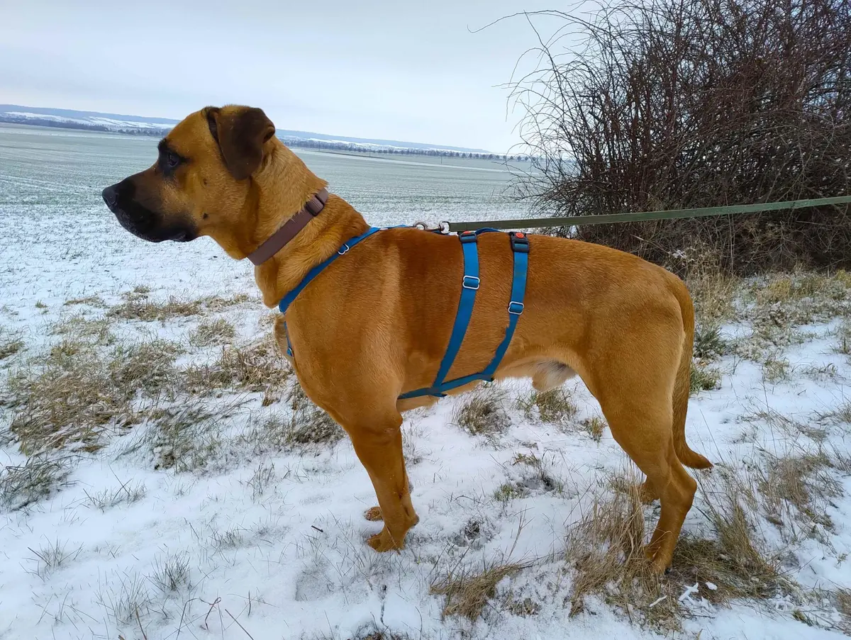 Balu - Deutscher Schäferhund - Bild 5
