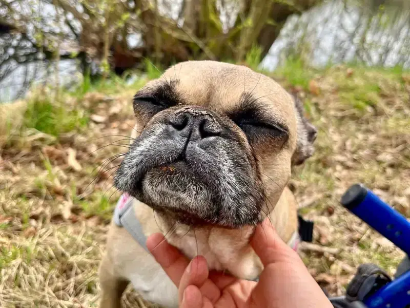 Sandy - Französische Bulldogge - Bild 16