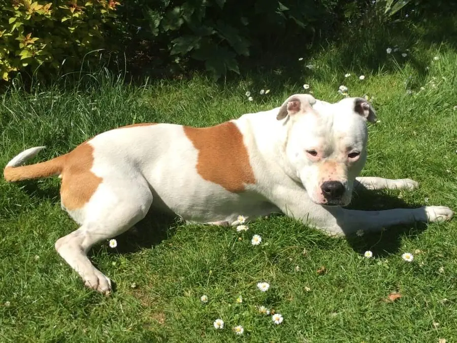 Püppi - American Staffordshire Terrier - Bild 2