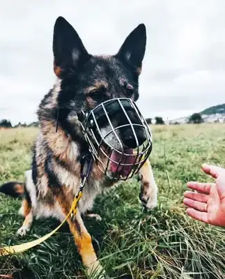 Wölfchen – Hund – Bild 18