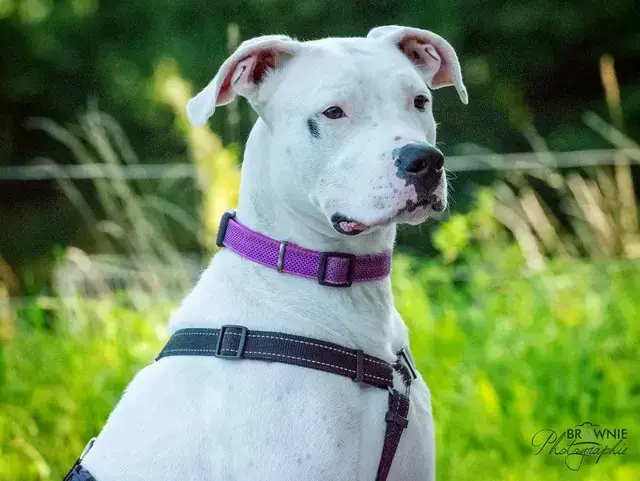 Bonny - Dogo Argentino - Bild 15