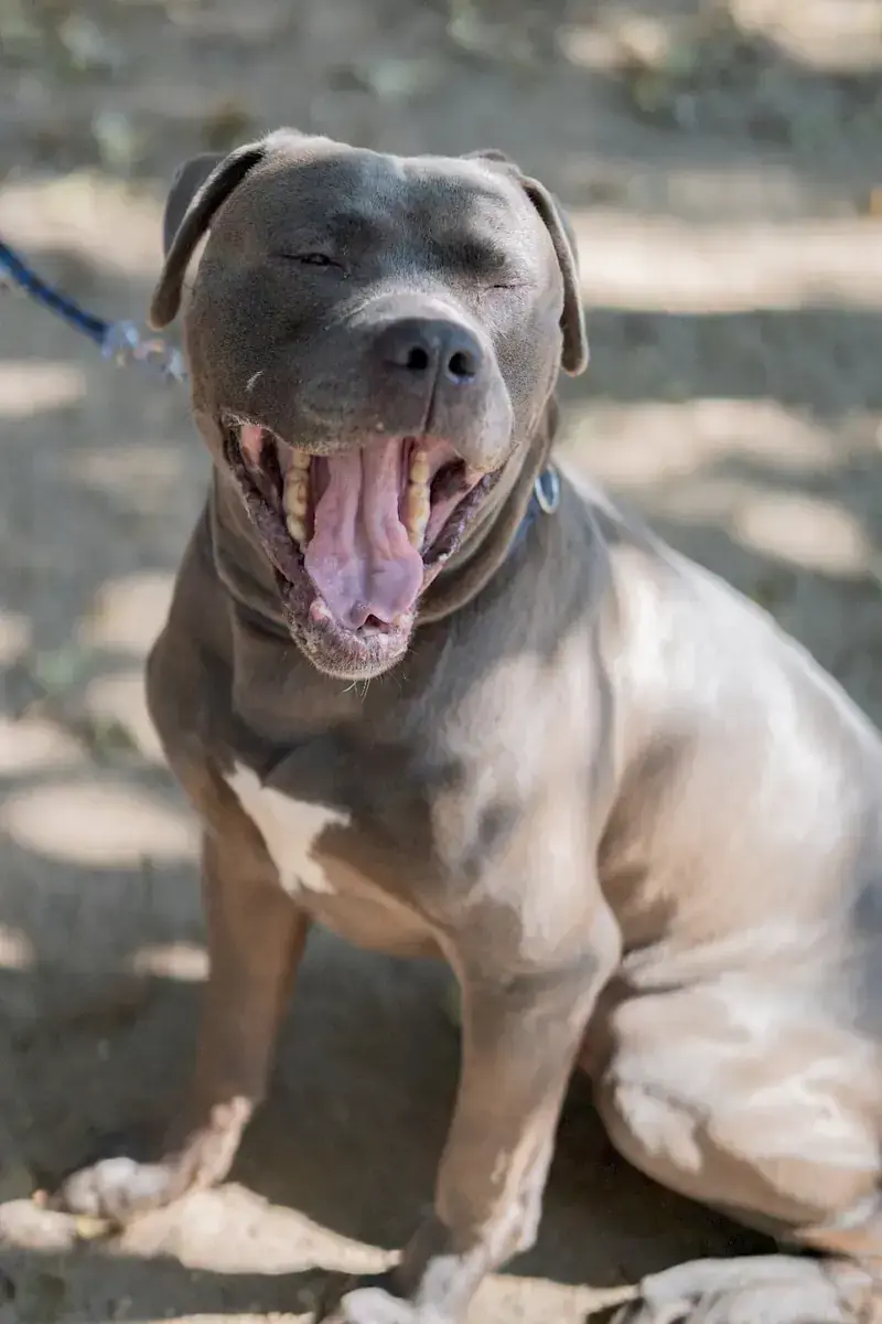 Maximus -  - Bild 6