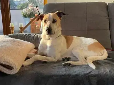 Oscar – Hund – Bild 2