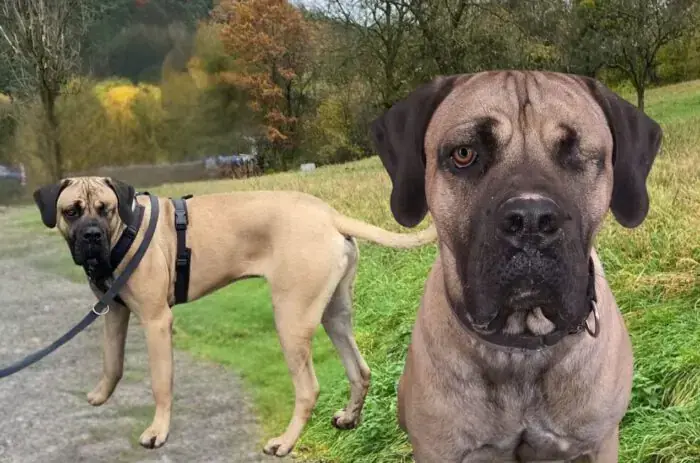 Scooby-Doo - Cane Corso Italiano, Deutsche Dogge - Bild 1
