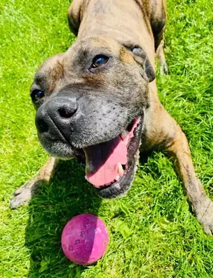 Tira – Hund – Bild 20