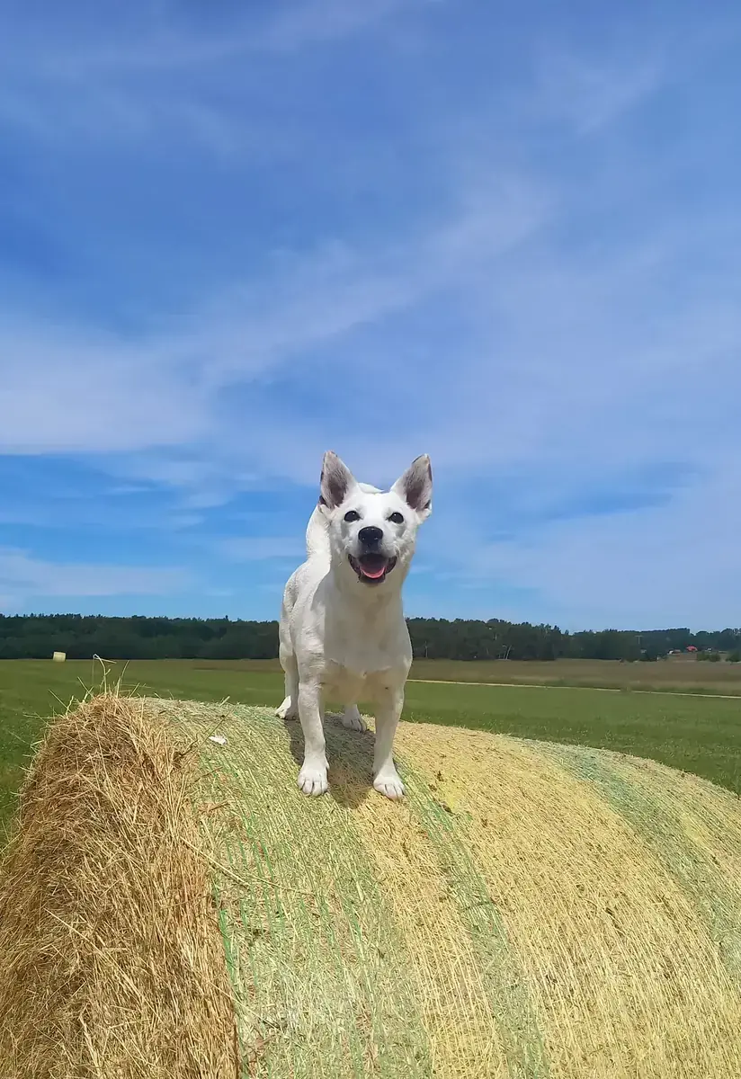 Lizzy - Jack Russell Terrier - Bild 5