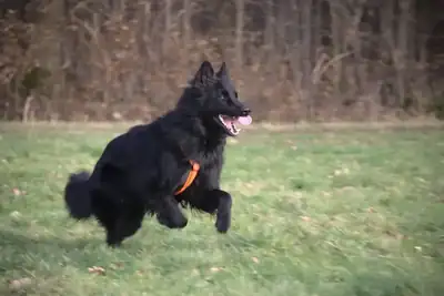 Filou – Deutscher Schäferhund – Bild 4