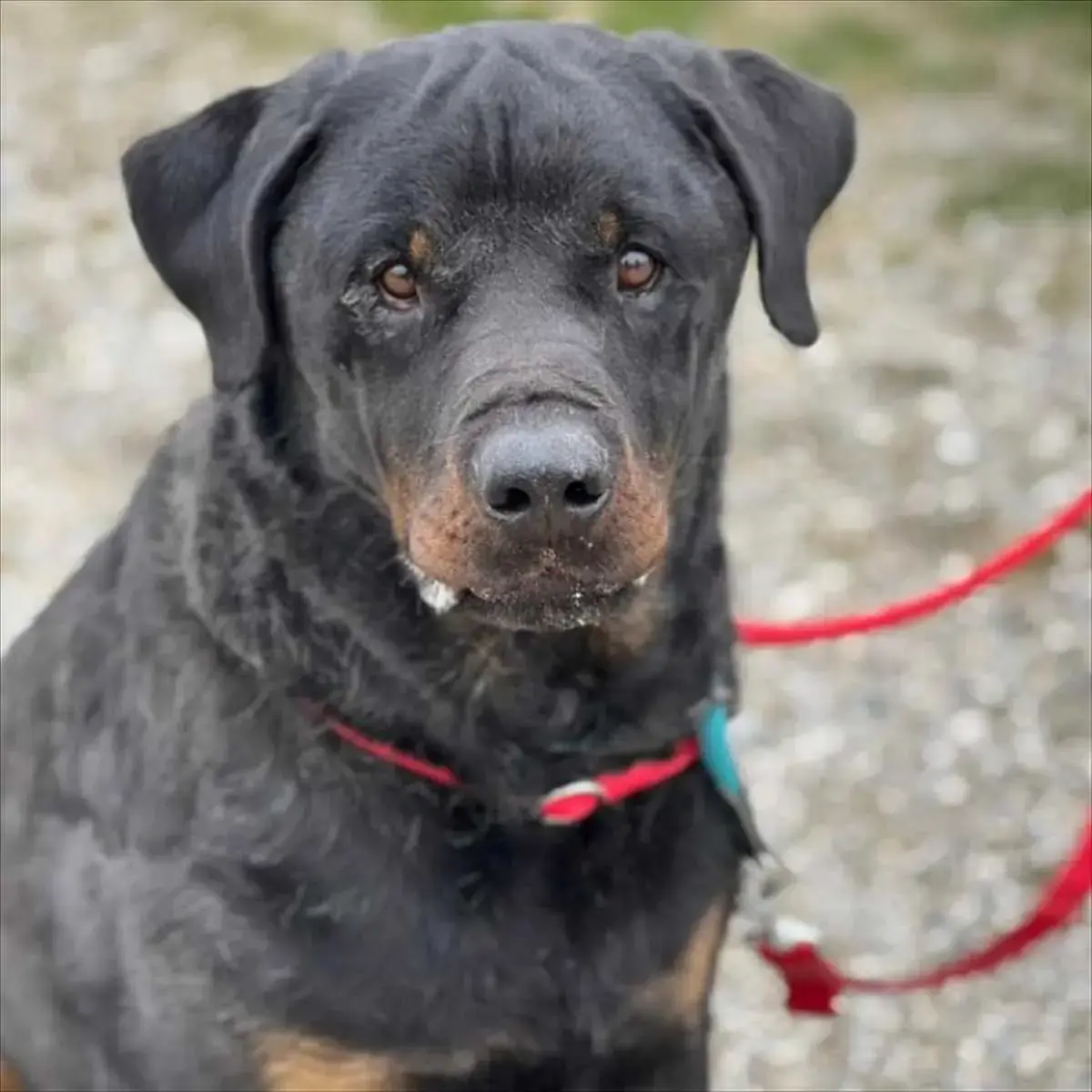 Rottweiler-Mix PABLO