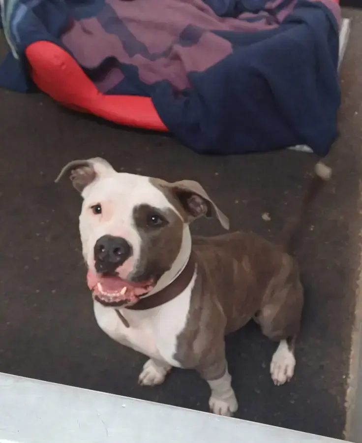 Luna - American Staffordshire Terrier - Bild 1