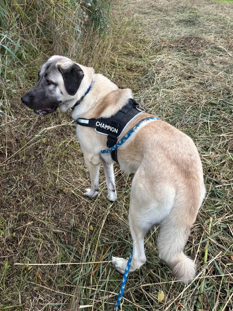 Matilda - Kangal-Hirtenhund - Bild 10