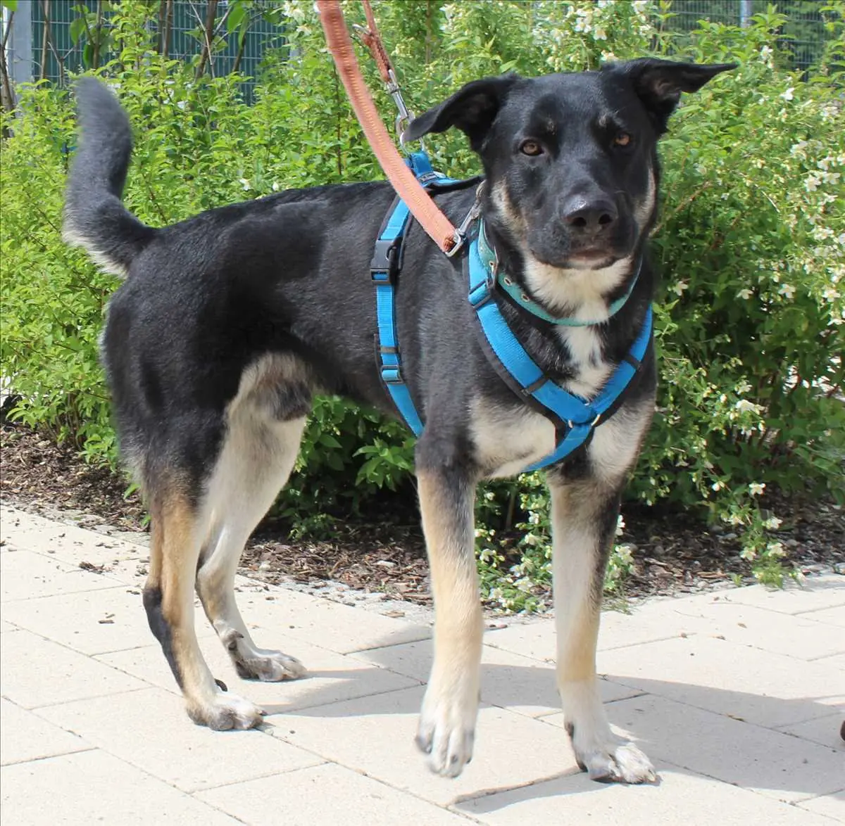 Ricky - Deutscher Schäferhund - Bild 1