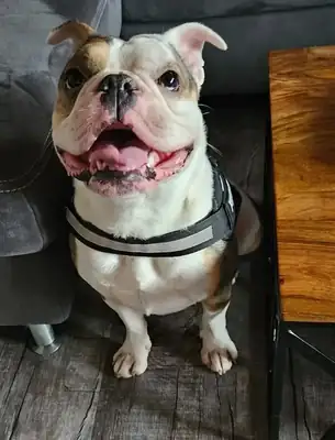 Ragnar – Englische Bulldogge, Französische Bulldogge – Bild 2