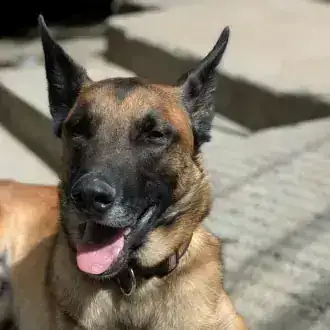 Sky – Belgischer Schäferhund – Bild 10
