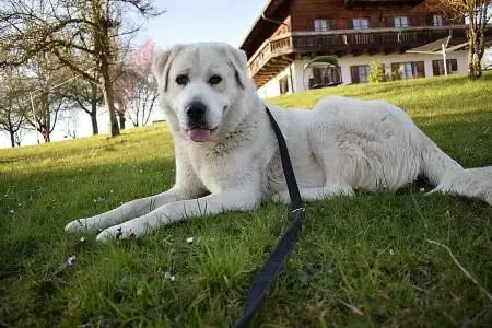 Kuri -  - Bild 4