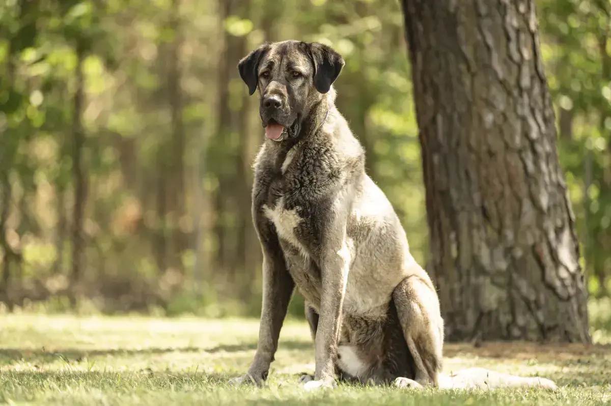 Bozo - Kangal-Hirtenhund - Bild 5
