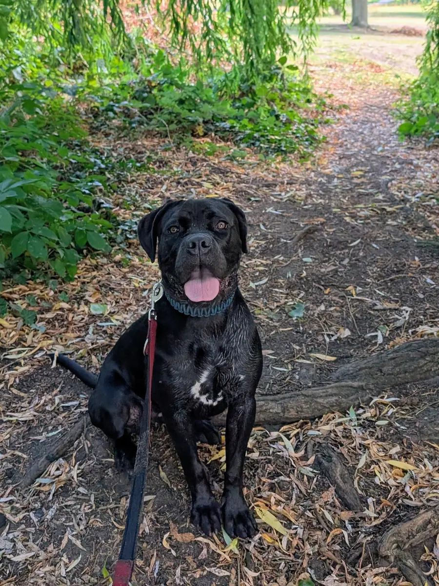 Athena - Cane Corso Italiano - Bild 3