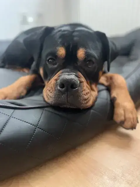 Spike – Hund – Bild 2