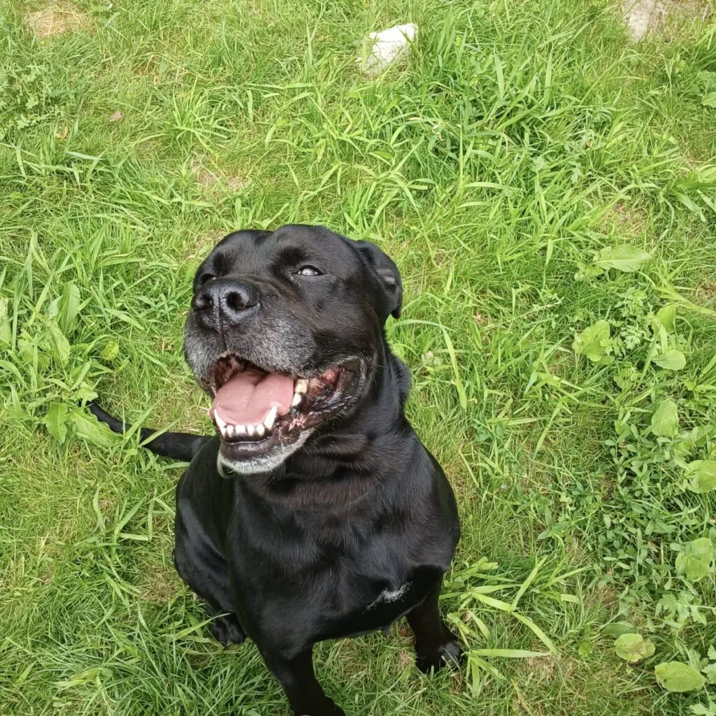Tyson - Labrador Retriever - Bild 3
